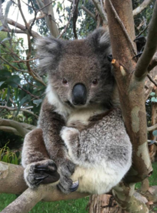 Great Ocean Road Wellness And Nature Stay Apollo Bay Eksteriør bilde
