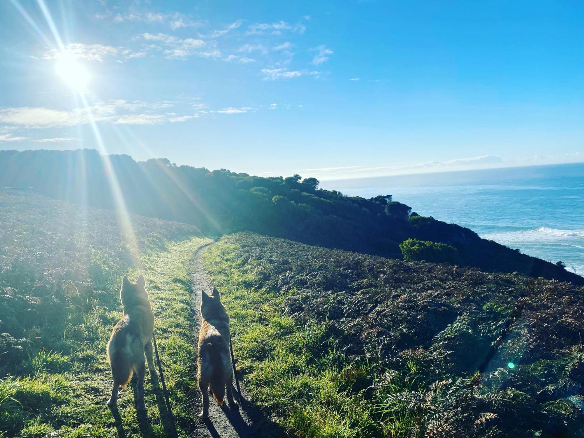 Great Ocean Road Wellness And Nature Stay Apollo Bay Eksteriør bilde