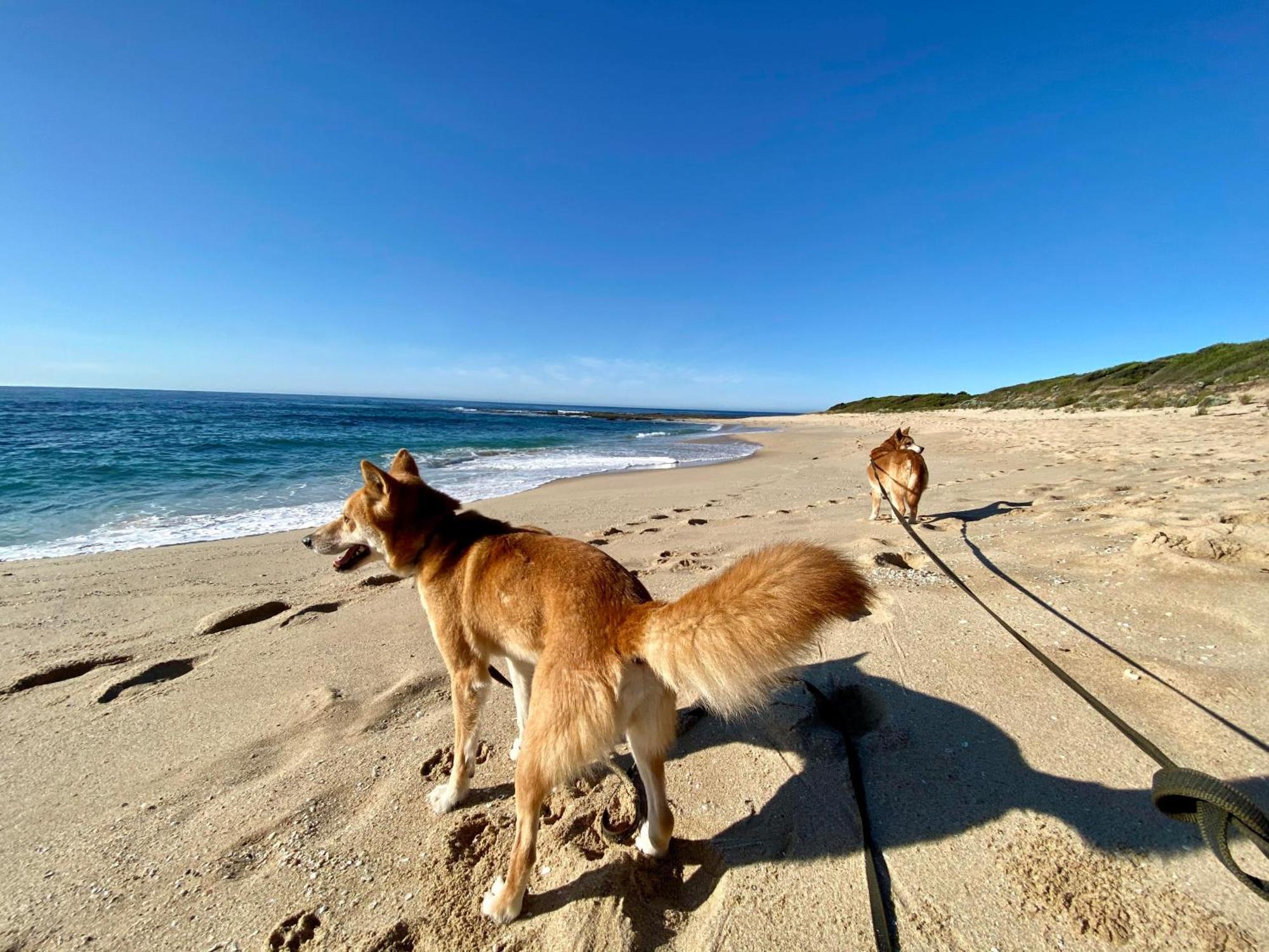 Great Ocean Road Wellness And Nature Stay Apollo Bay Eksteriør bilde