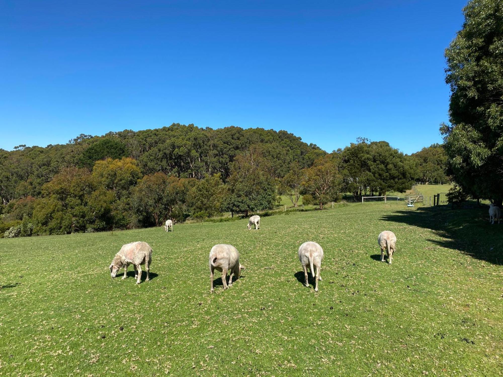 Great Ocean Road Wellness And Nature Stay Apollo Bay Eksteriør bilde