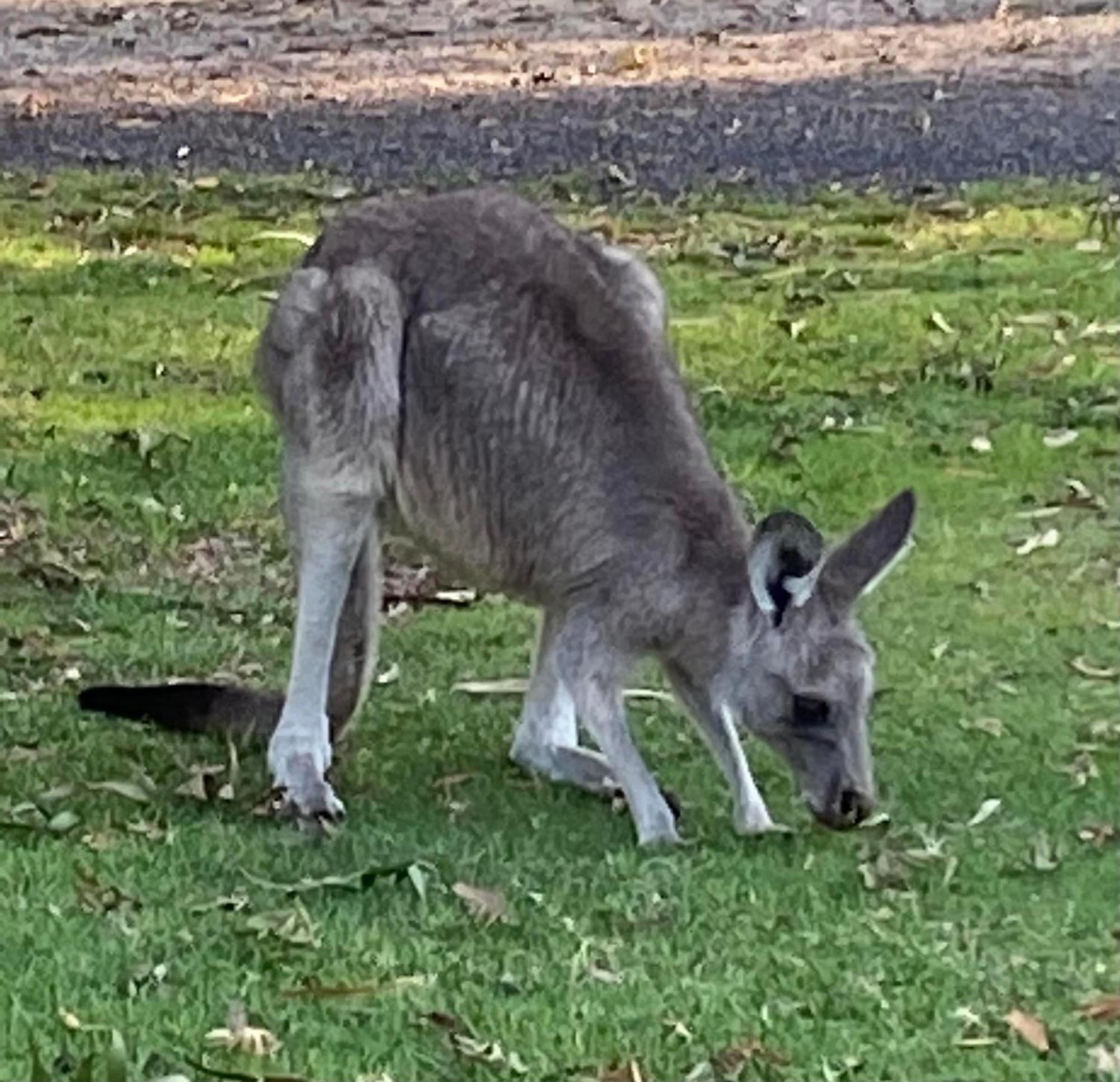 Great Ocean Road Wellness And Nature Stay Apollo Bay Eksteriør bilde